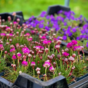 Armeria maritima 'Rosea' – Engels gras
