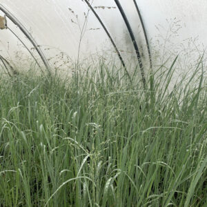 Panicum virgatum ‘Heavy Metal’ – Vingergras