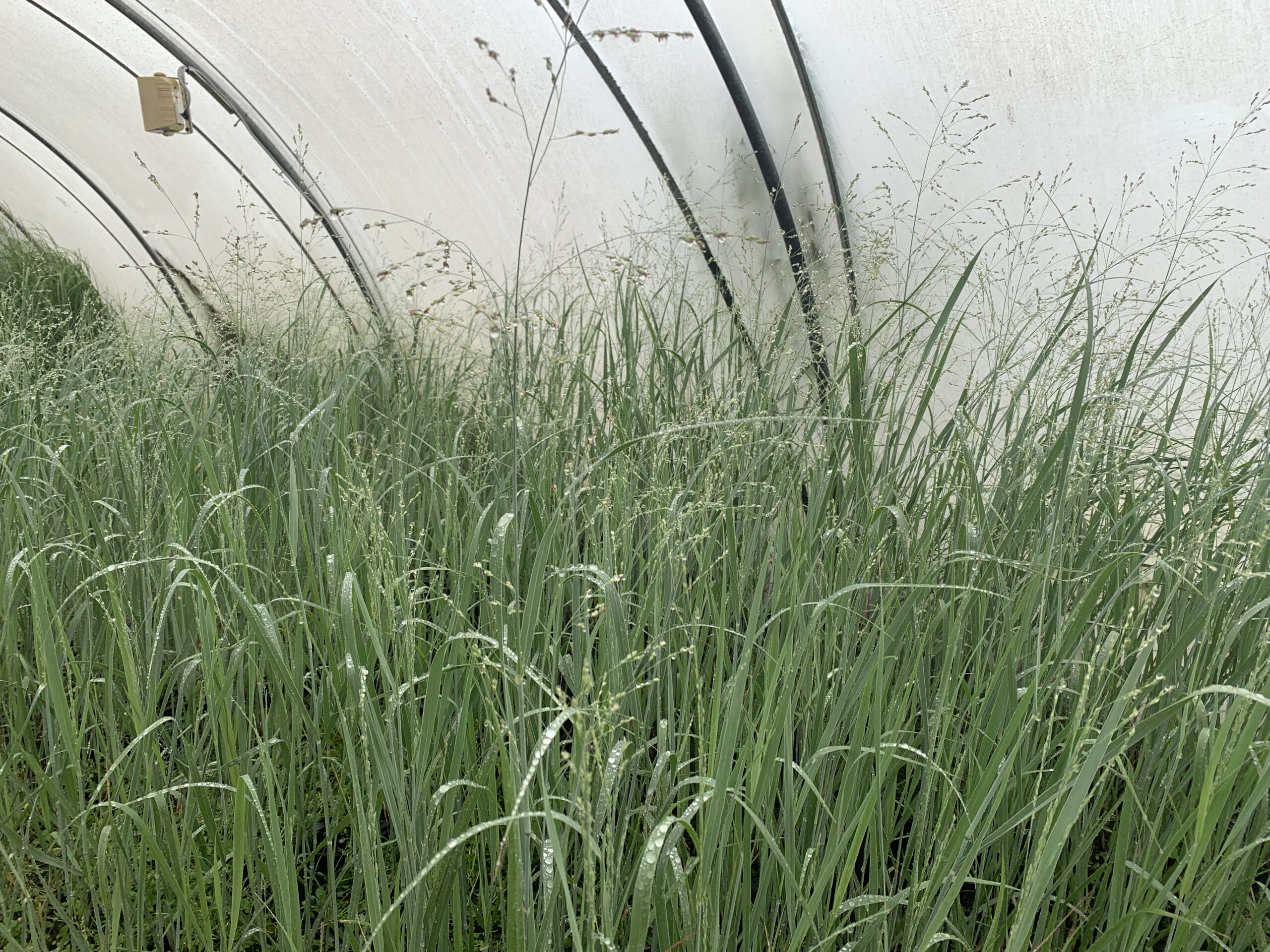 Panicum virgatum ‘Heavy Metal’ – Vingergras