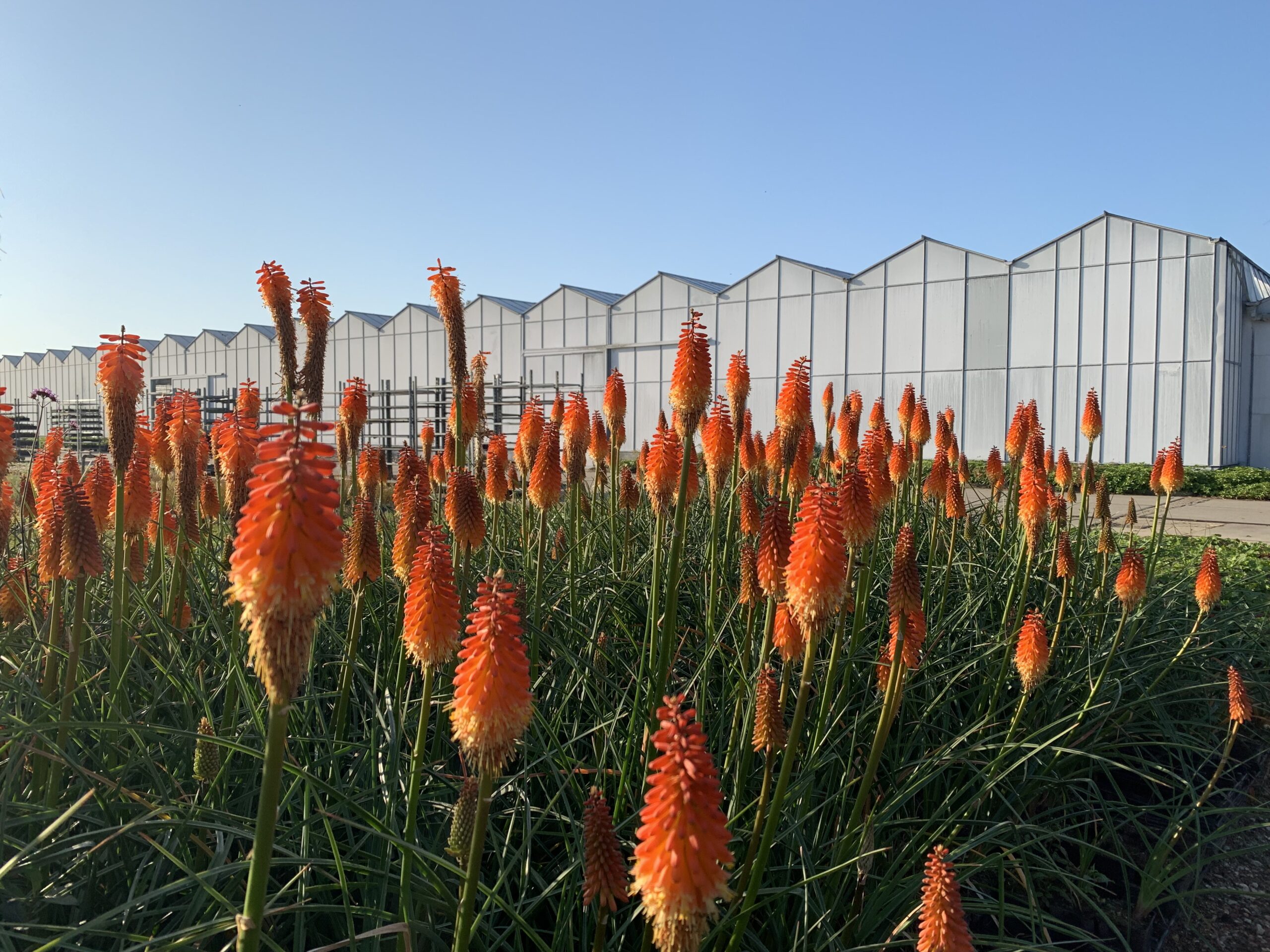 Kniphofia ‘Alcazar’ – Vuurpijl - Afbeelding 2