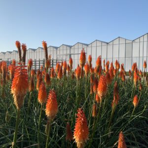 Kniphofia ‘Alcazar’ – Vuurpijl