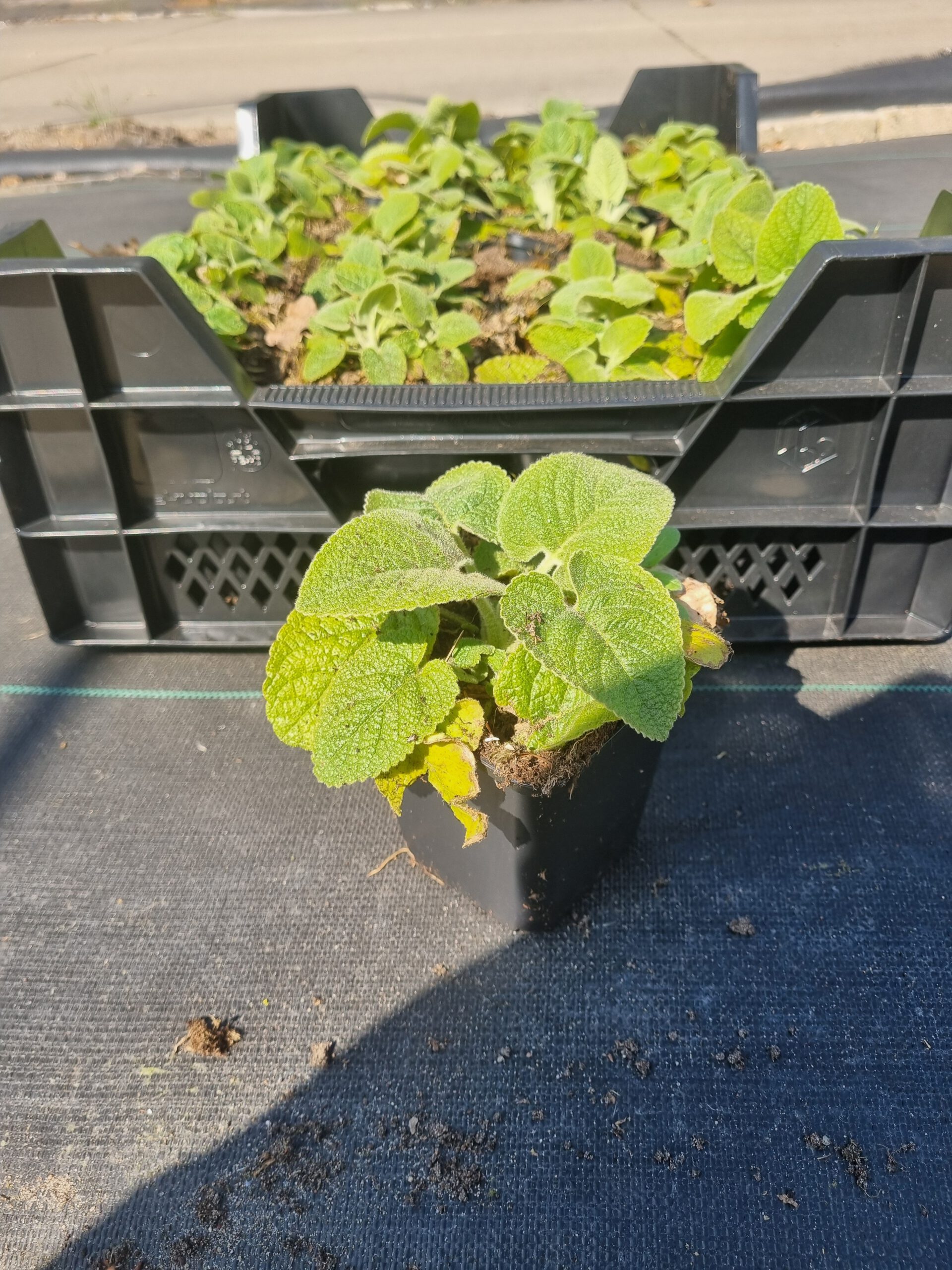Phlomis russeliana – Brandkruid - Afbeelding 2