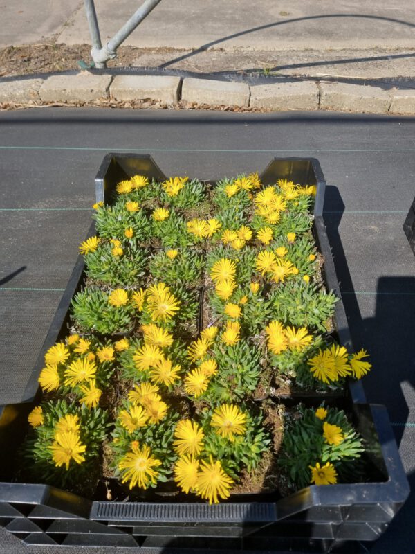 Delosperma congestum 'Yellow' - Ijsbloem - Afbeelding 4