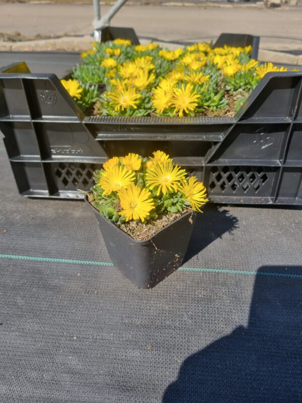 Delosperma congestum 'Yellow' - Ijsbloem - Afbeelding 6