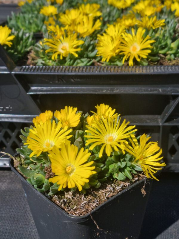 Delosperma congestum 'Yellow' - Ijsbloem - Afbeelding 2