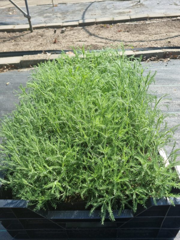Santolina chamaecyparissus 'Edward Bowles' – Heiligenbloem - Afbeelding 2
