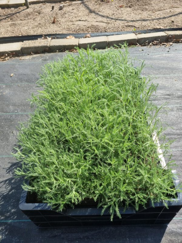 Santolina chamaecyparissus 'Edward Bowles' – Heiligenbloem - Afbeelding 4