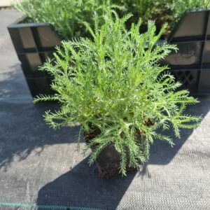Santolina chamaecyparissus 'Edward Bowles' – Heiligenbloem