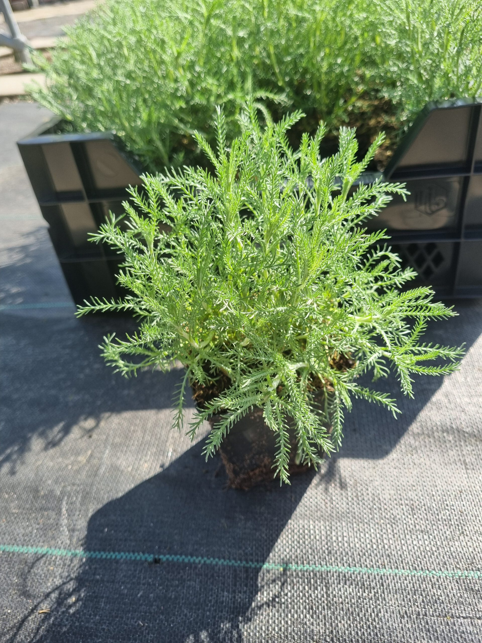 Santolina chamaecyparissus 'Edward Bowles' – Heiligenbloem
