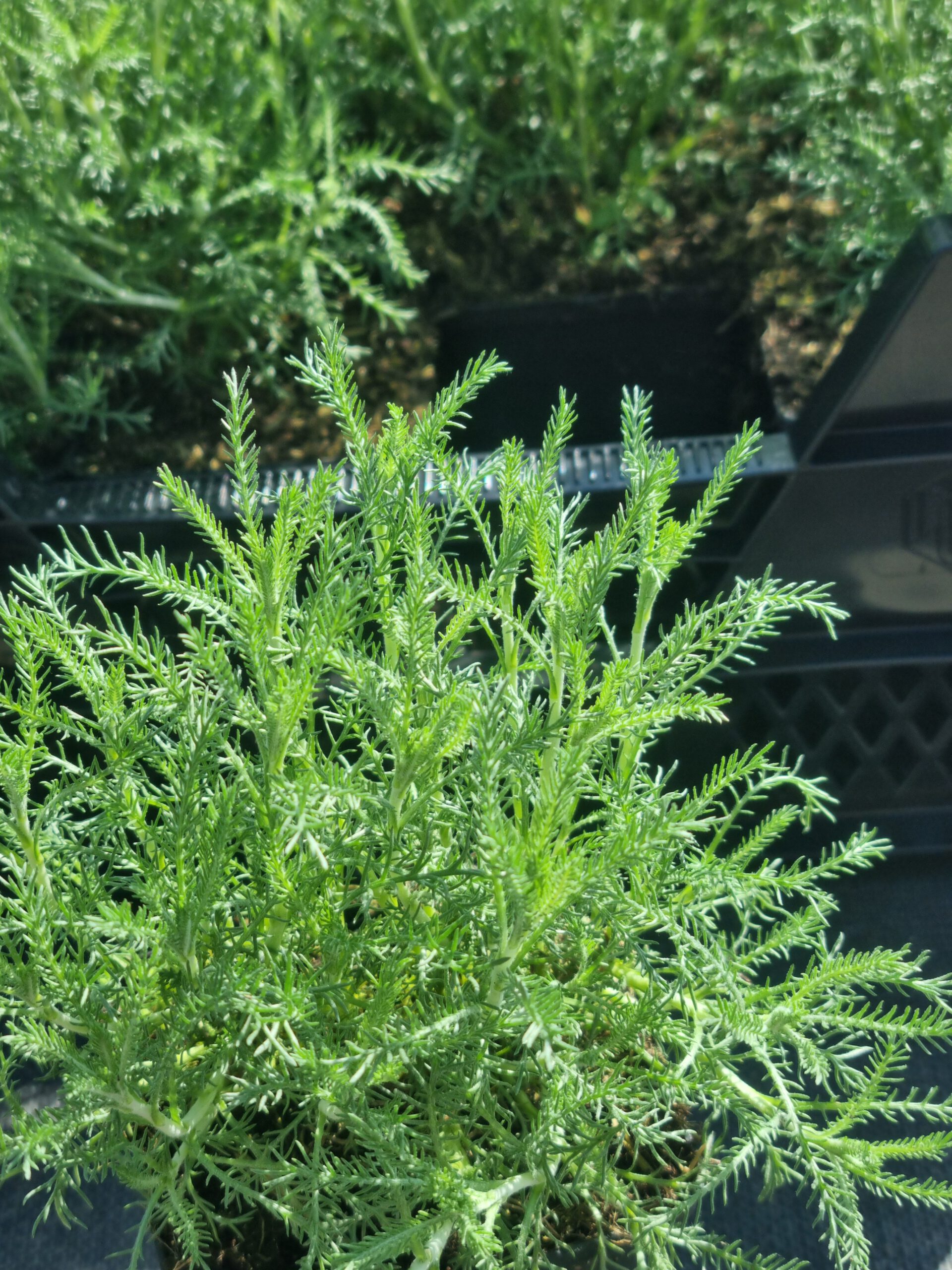 Santolina chamaecyparissus 'Edward Bowles' – Heiligenbloem - Afbeelding 3