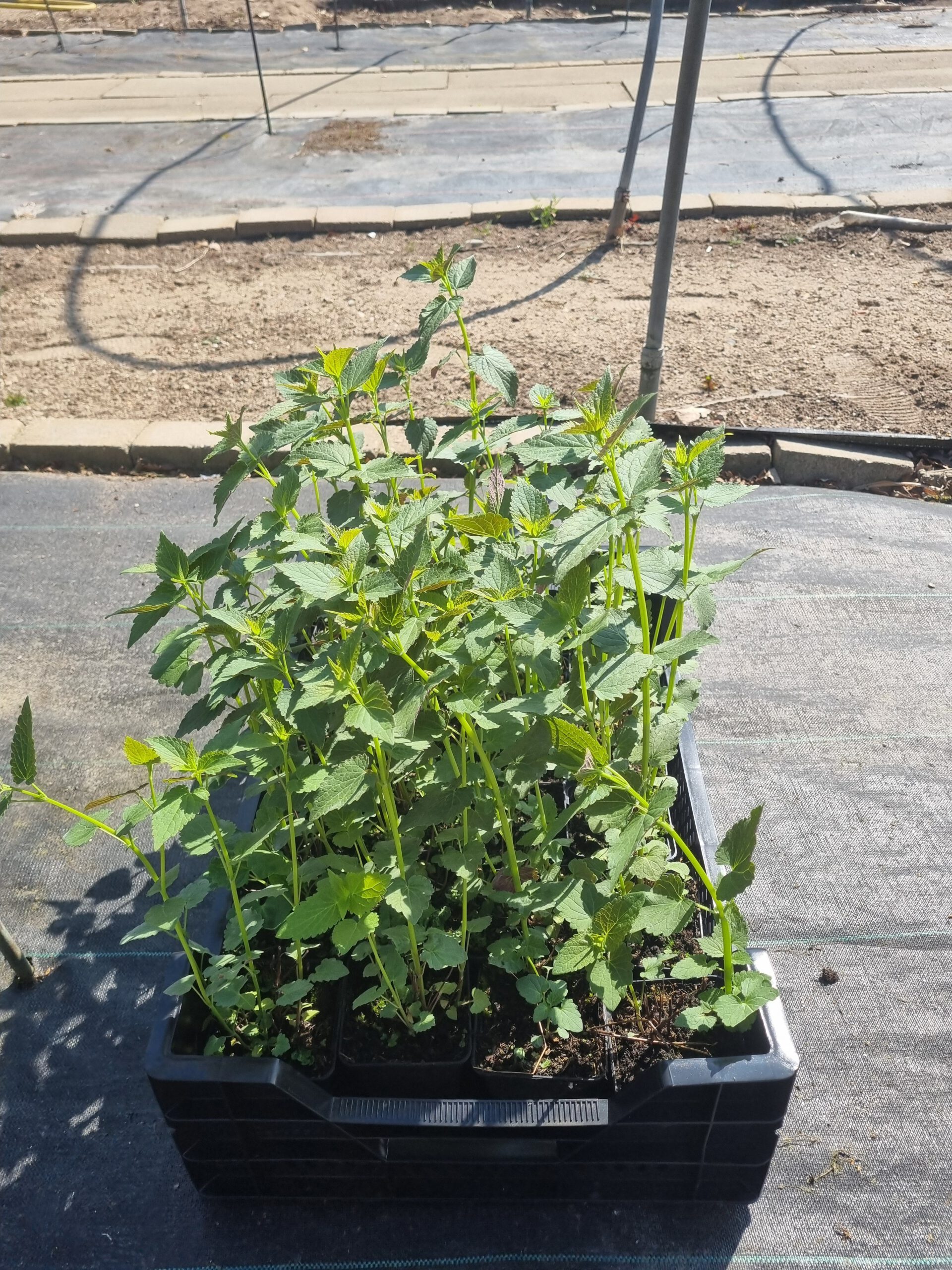 Agastache 'Black Adder' – Anijsnetel, dropplant - Afbeelding 5