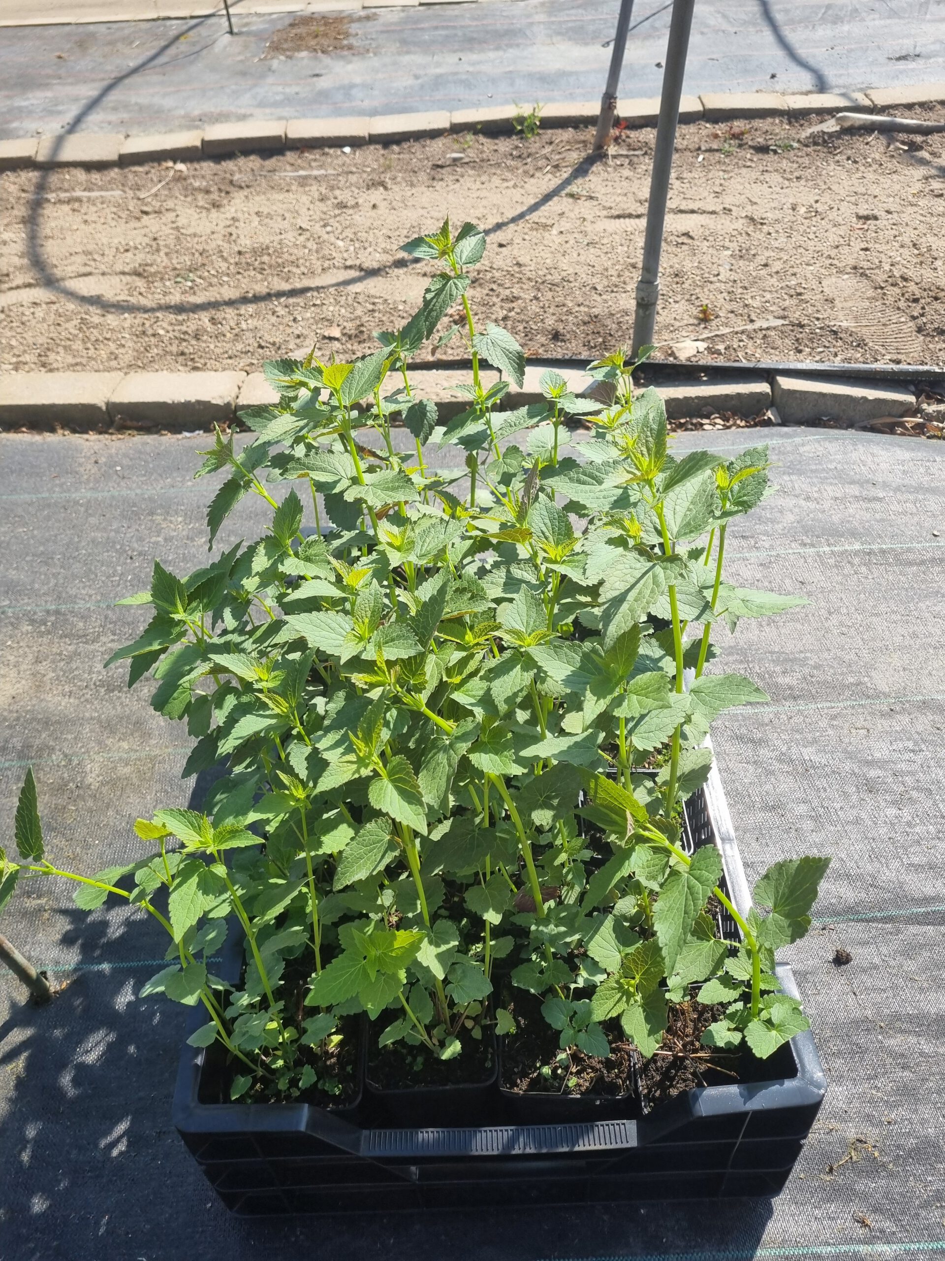 Agastache 'Black Adder' – Anijsnetel, dropplant - Afbeelding 4