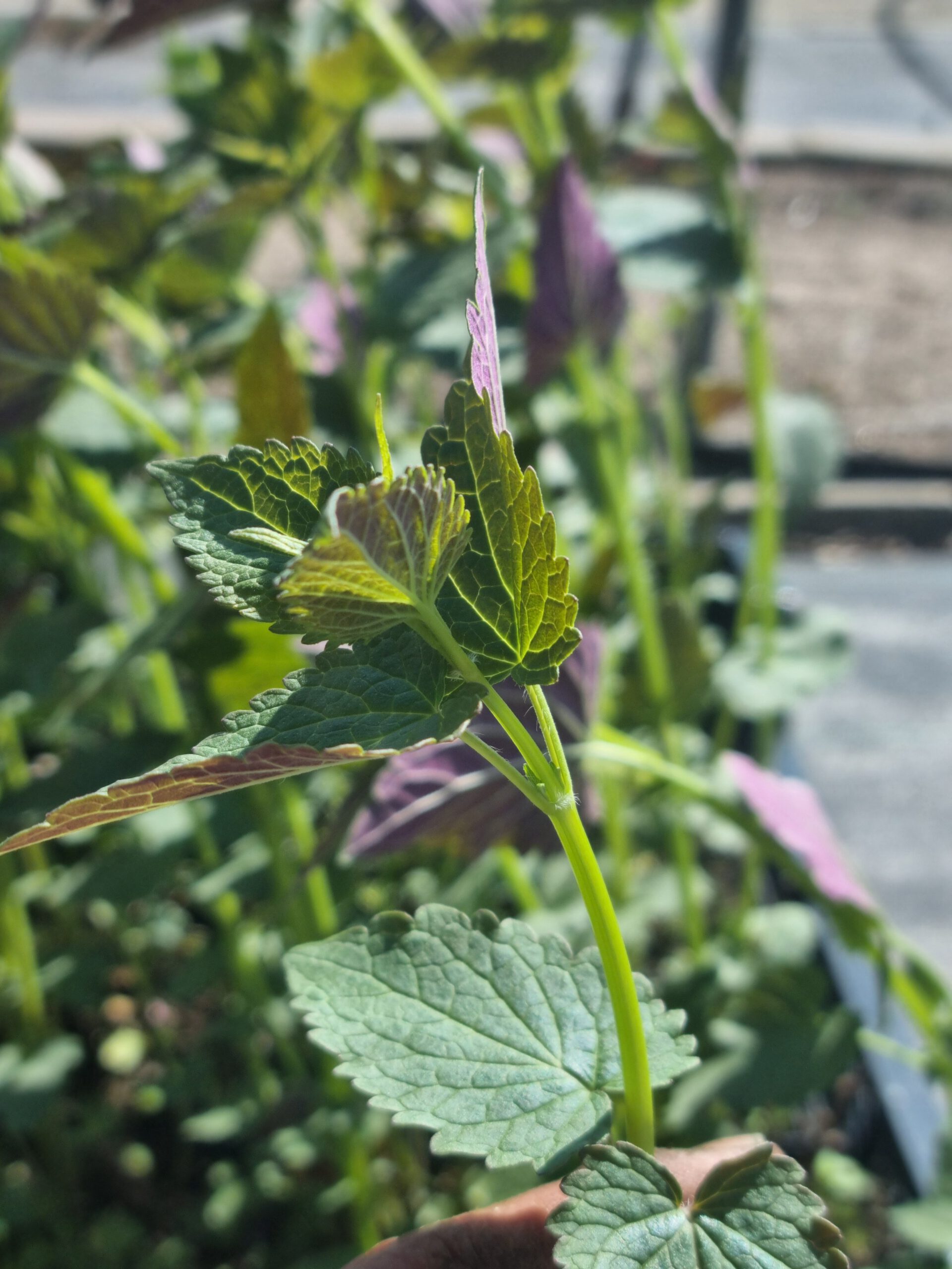 Agastache 'Black Adder' – Anijsnetel, dropplant - Afbeelding 3