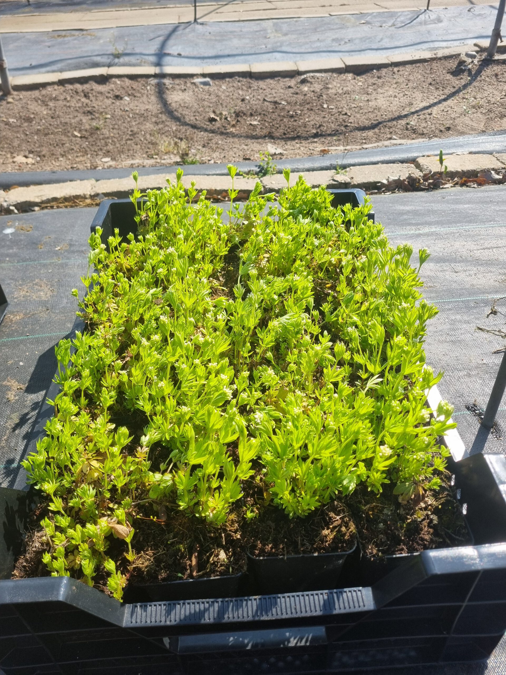 Galium odoratum – Lievevrouwebedstro - Afbeelding 2