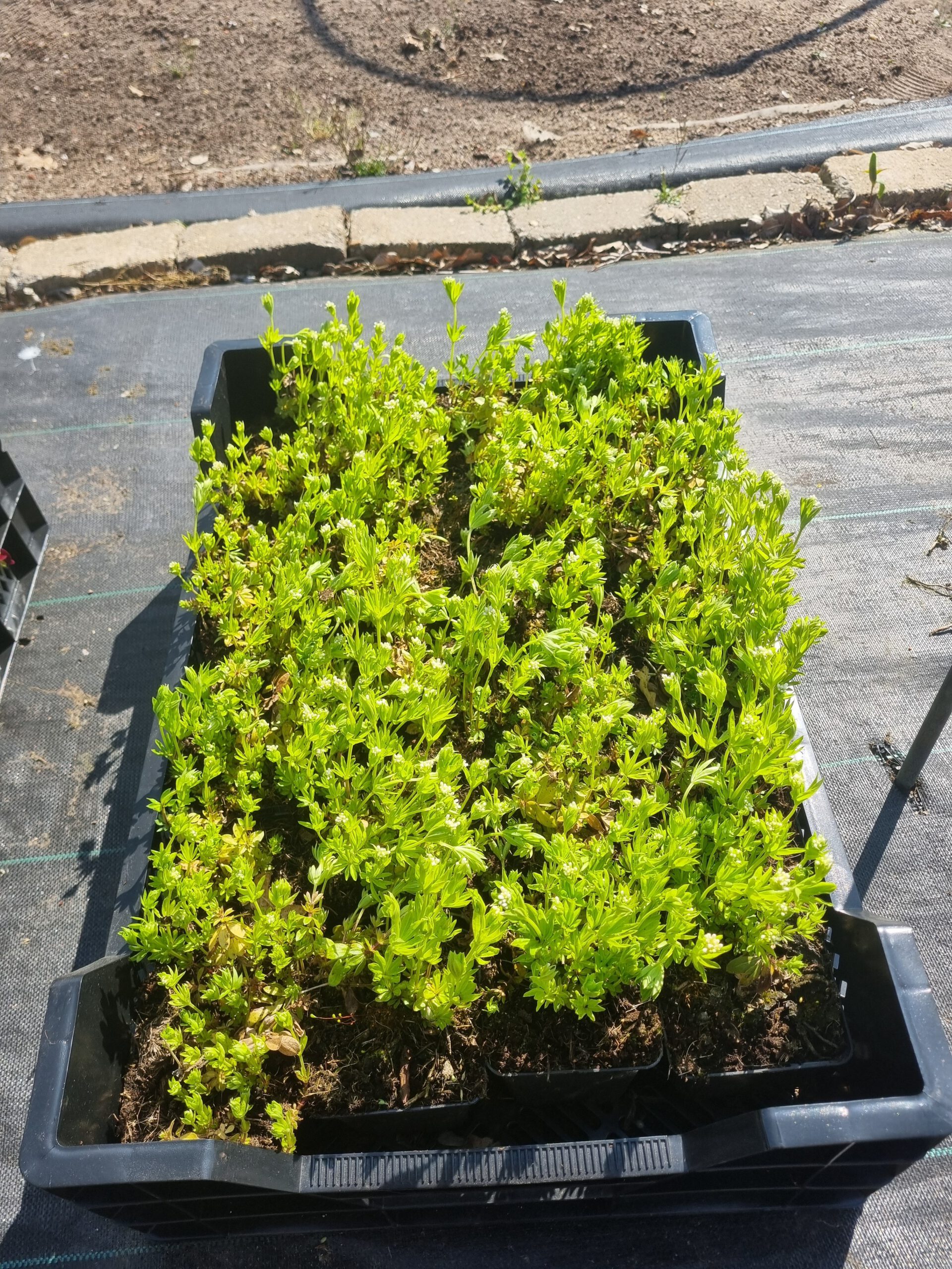 Galium odoratum – Lievevrouwebedstro - Afbeelding 4