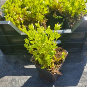 Galium odoratum – Lievevrouwebedstro