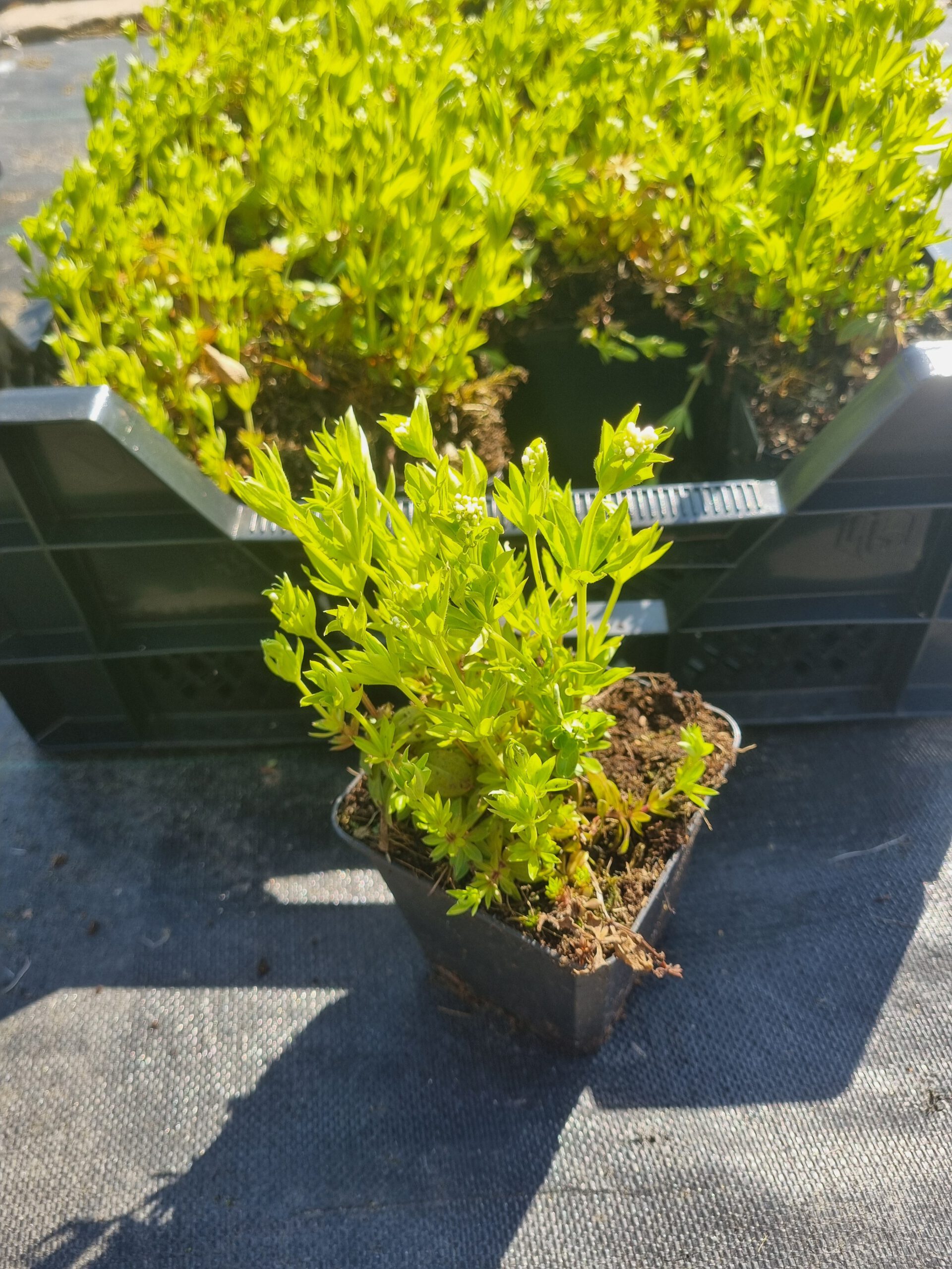 Galium odoratum – Lievevrouwebedstro