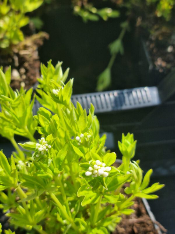 Galium odoratum – Lievevrouwebedstro - Afbeelding 3