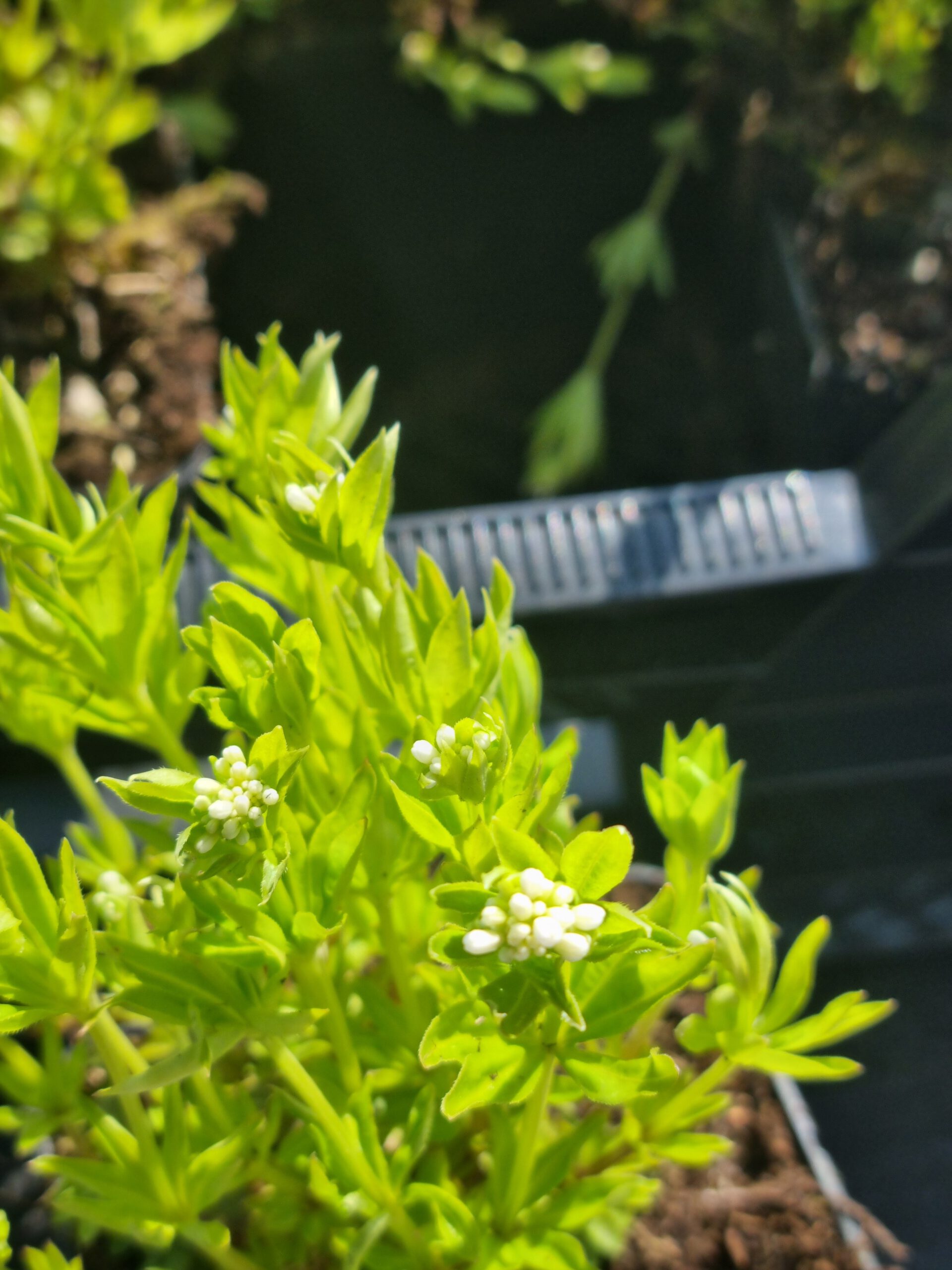 Galium odoratum – Lievevrouwebedstro - Afbeelding 3