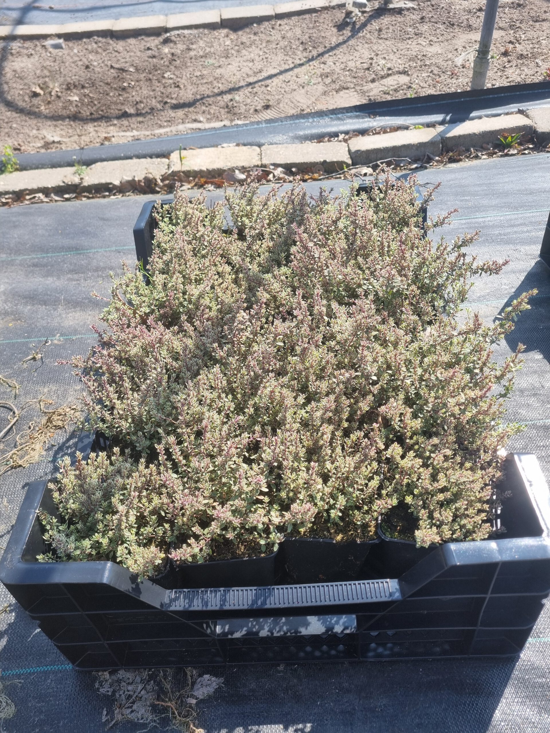 Thymus citriodorus Silver Queen - Zilverbonte Tijm - Afbeelding 2