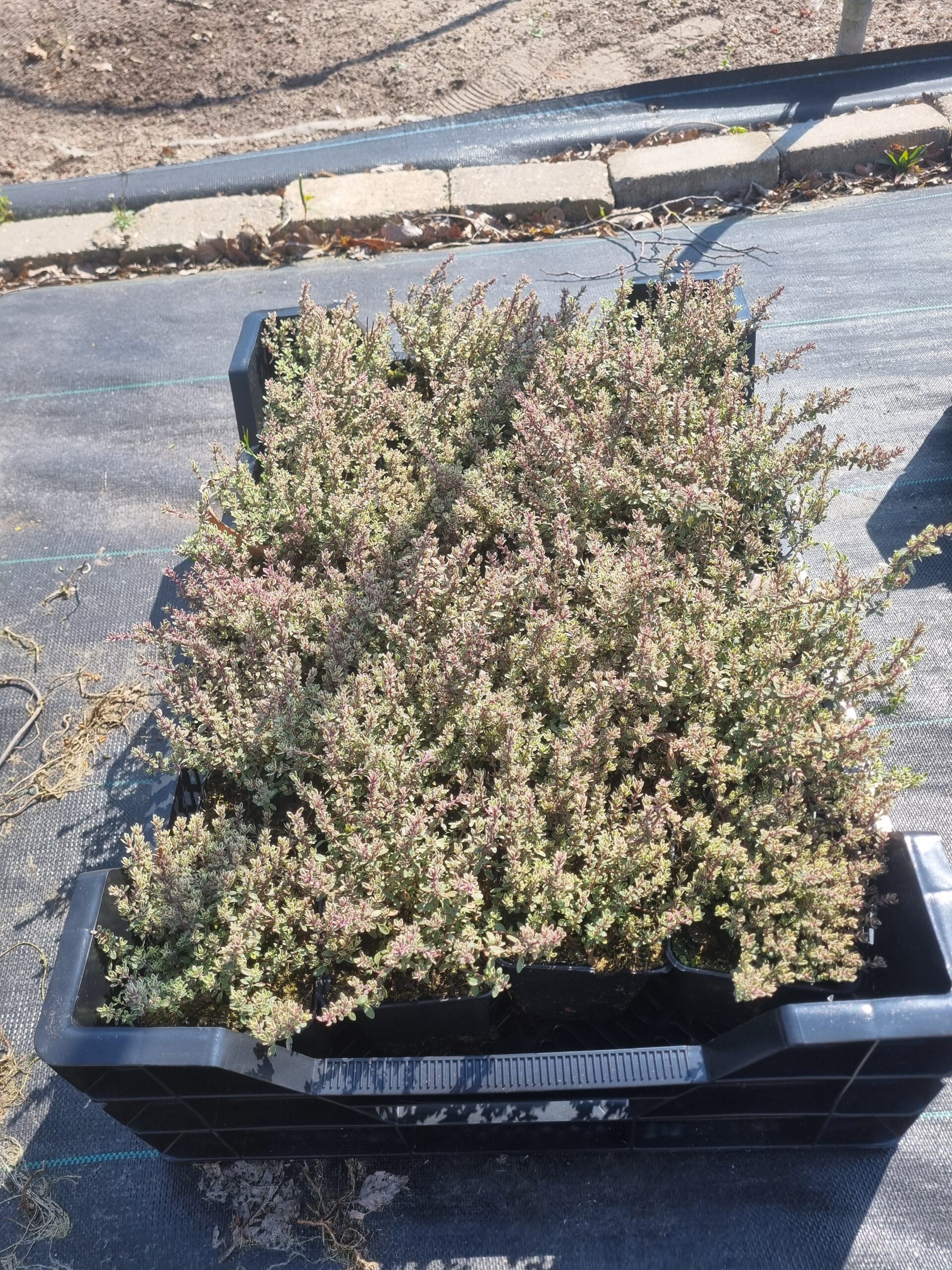 Thymus citriodorus Silver Queen - Zilverbonte Tijm - Afbeelding 4