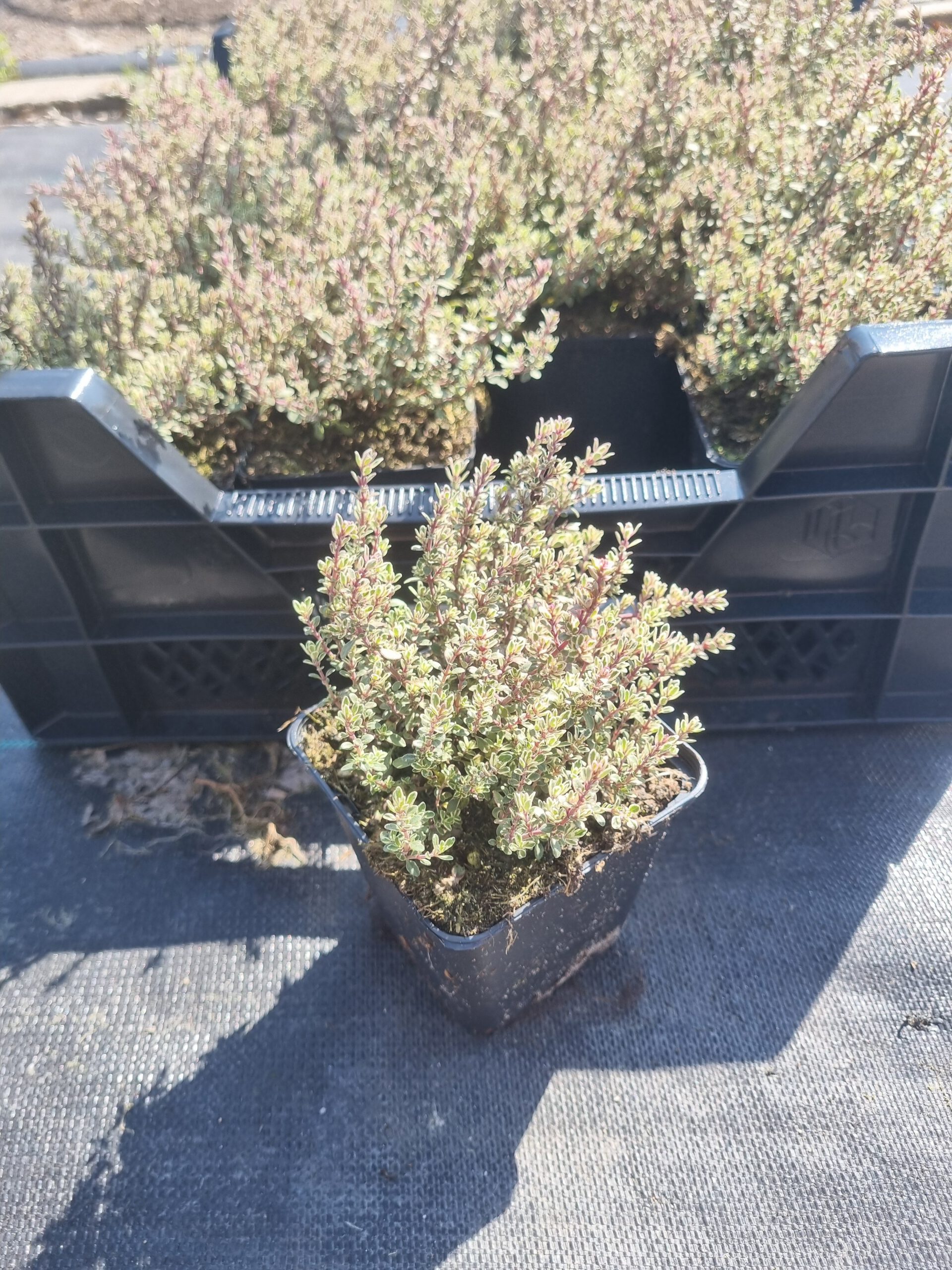 Thymus citriodorus Silver Queen - Zilverbonte Tijm - Afbeelding 3