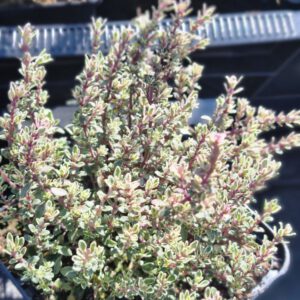Thymus citriodorus Silver Queen - Zilverbonte Tijm