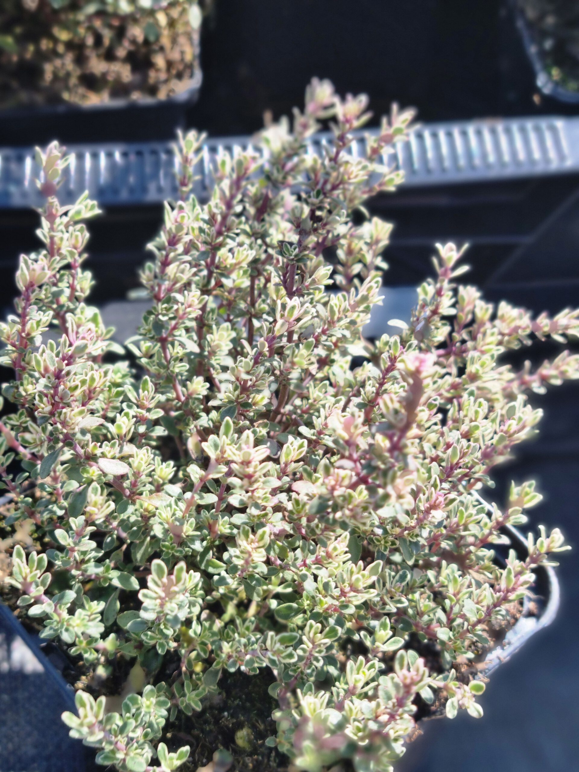 Thymus citriodorus Silver Queen - Zilverbonte Tijm