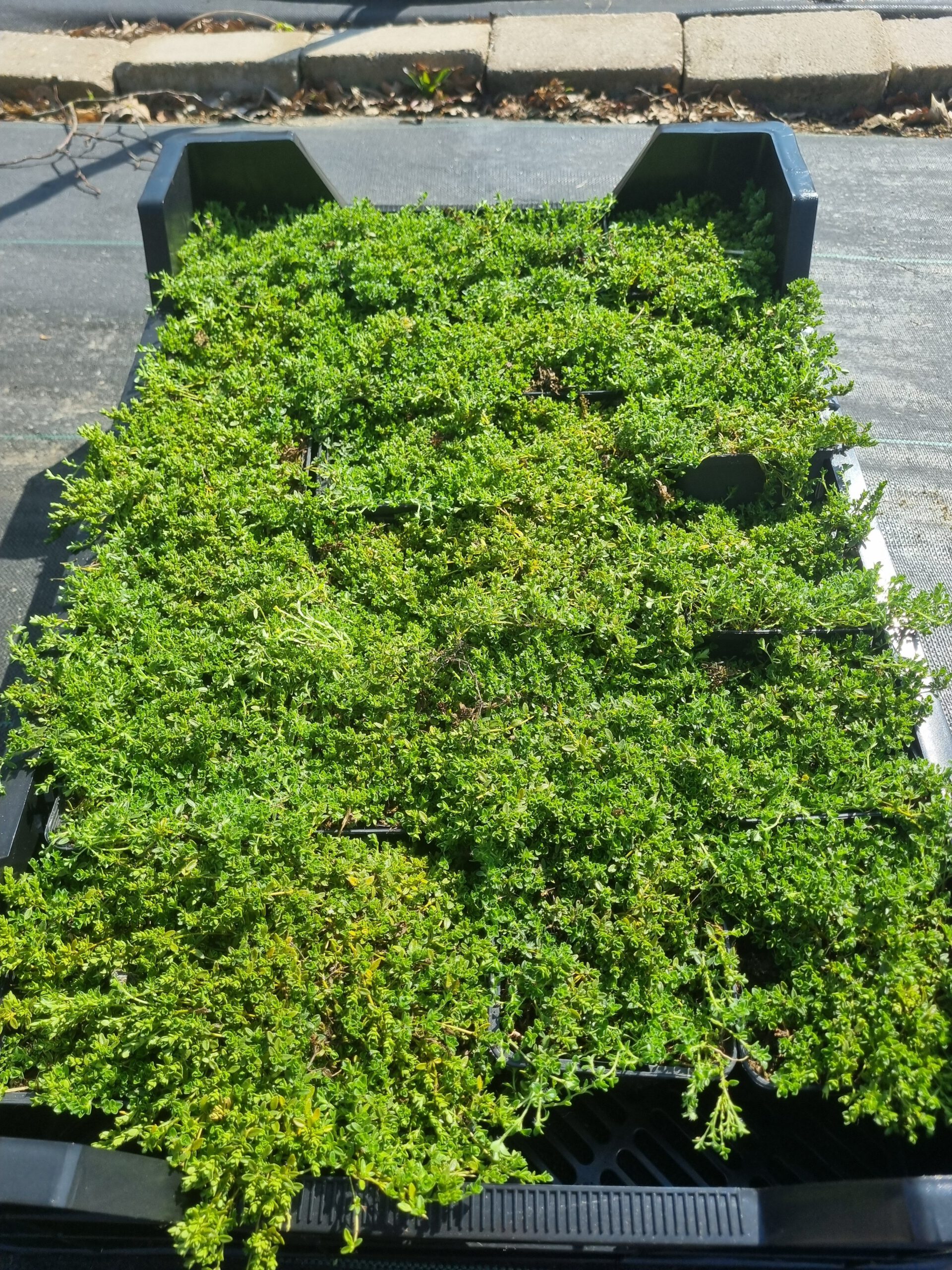 Thymus serpyllum – Kruiptijm - Afbeelding 3