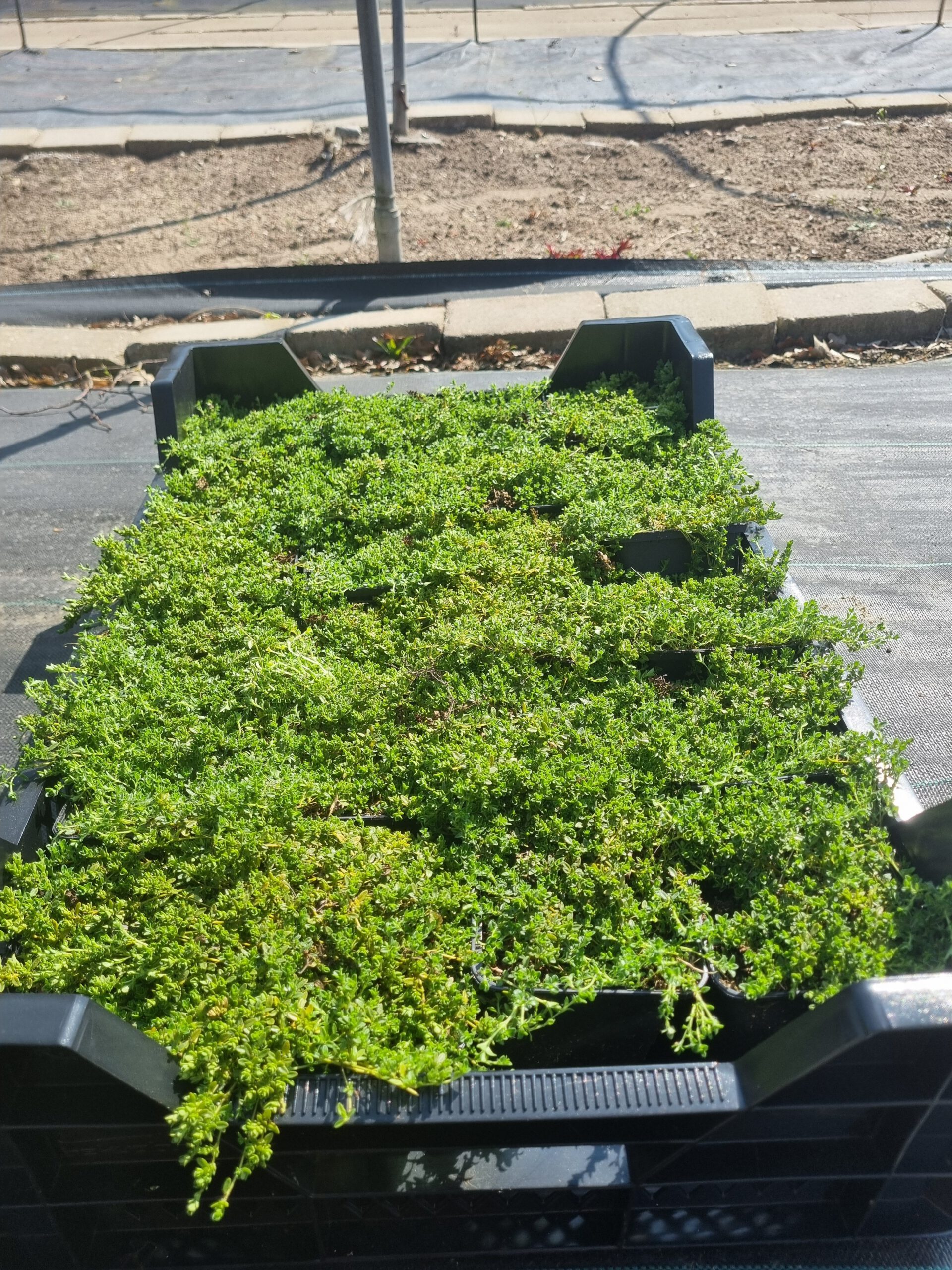 Thymus serpyllum – Kruiptijm - Afbeelding 2