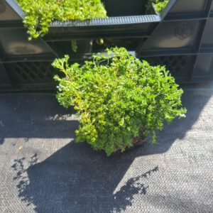 Thymus serpyllum – Kruiptijm