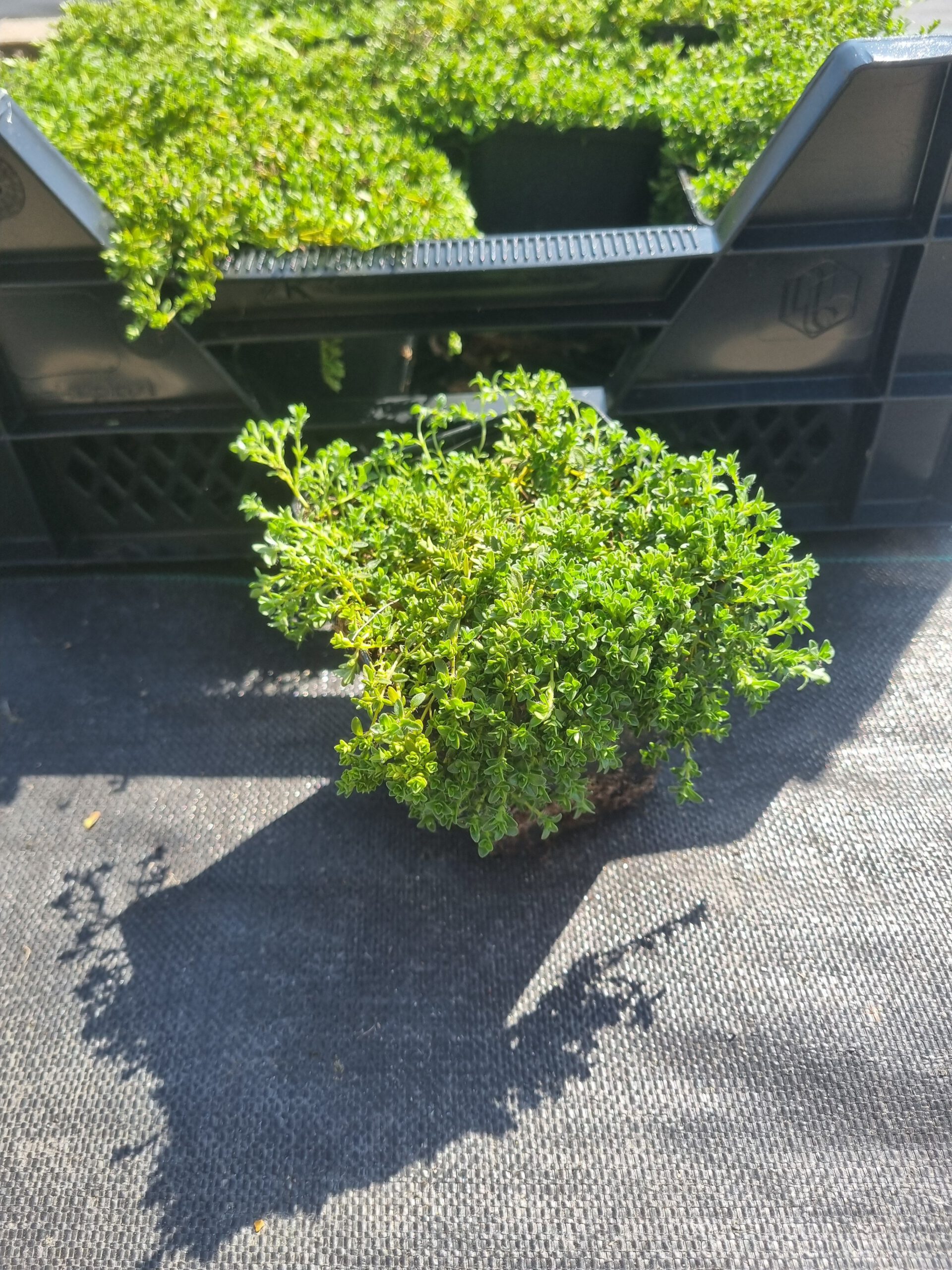 Thymus serpyllum – Kruiptijm