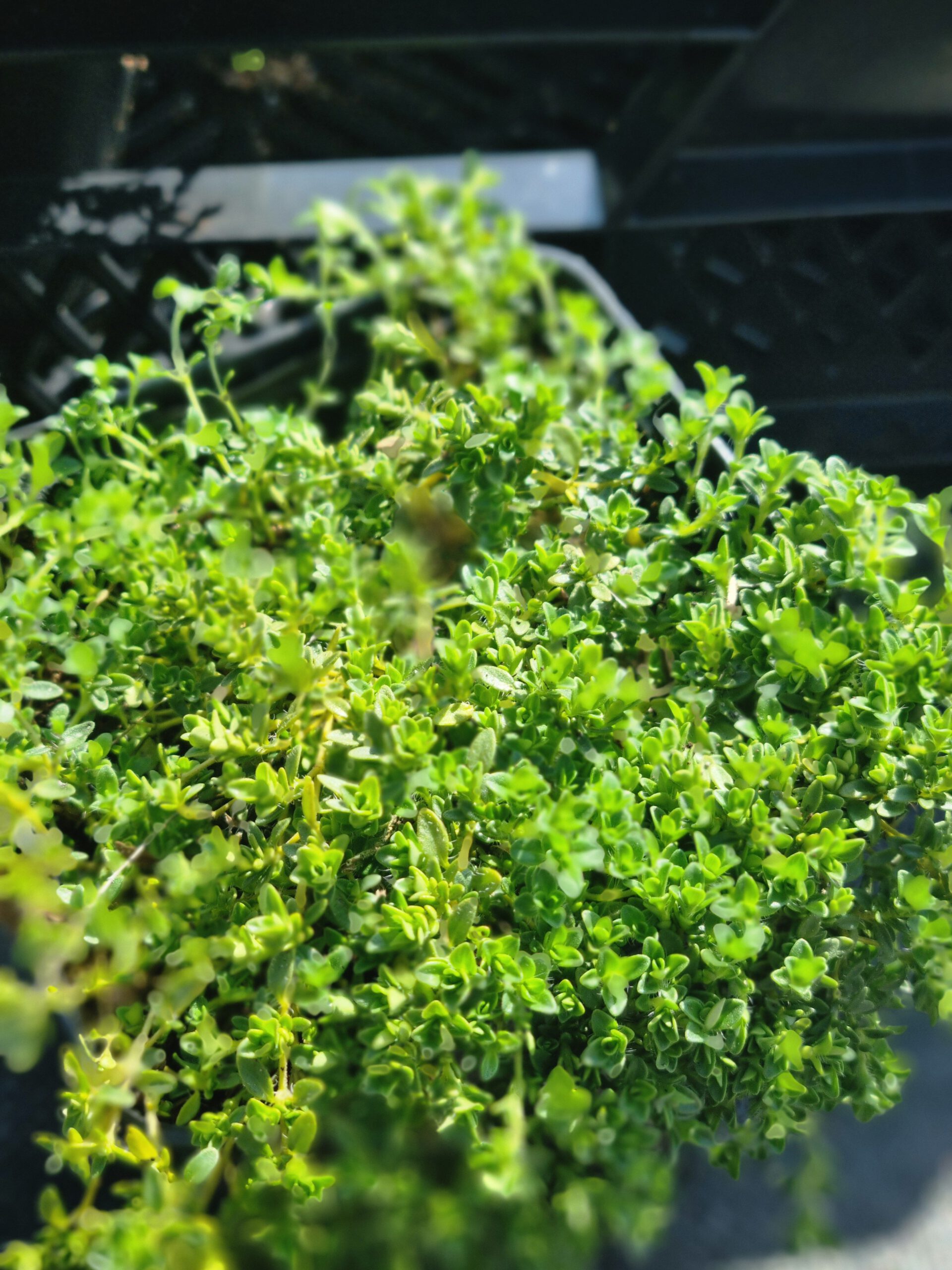 Thymus serpyllum – Kruiptijm - Afbeelding 4