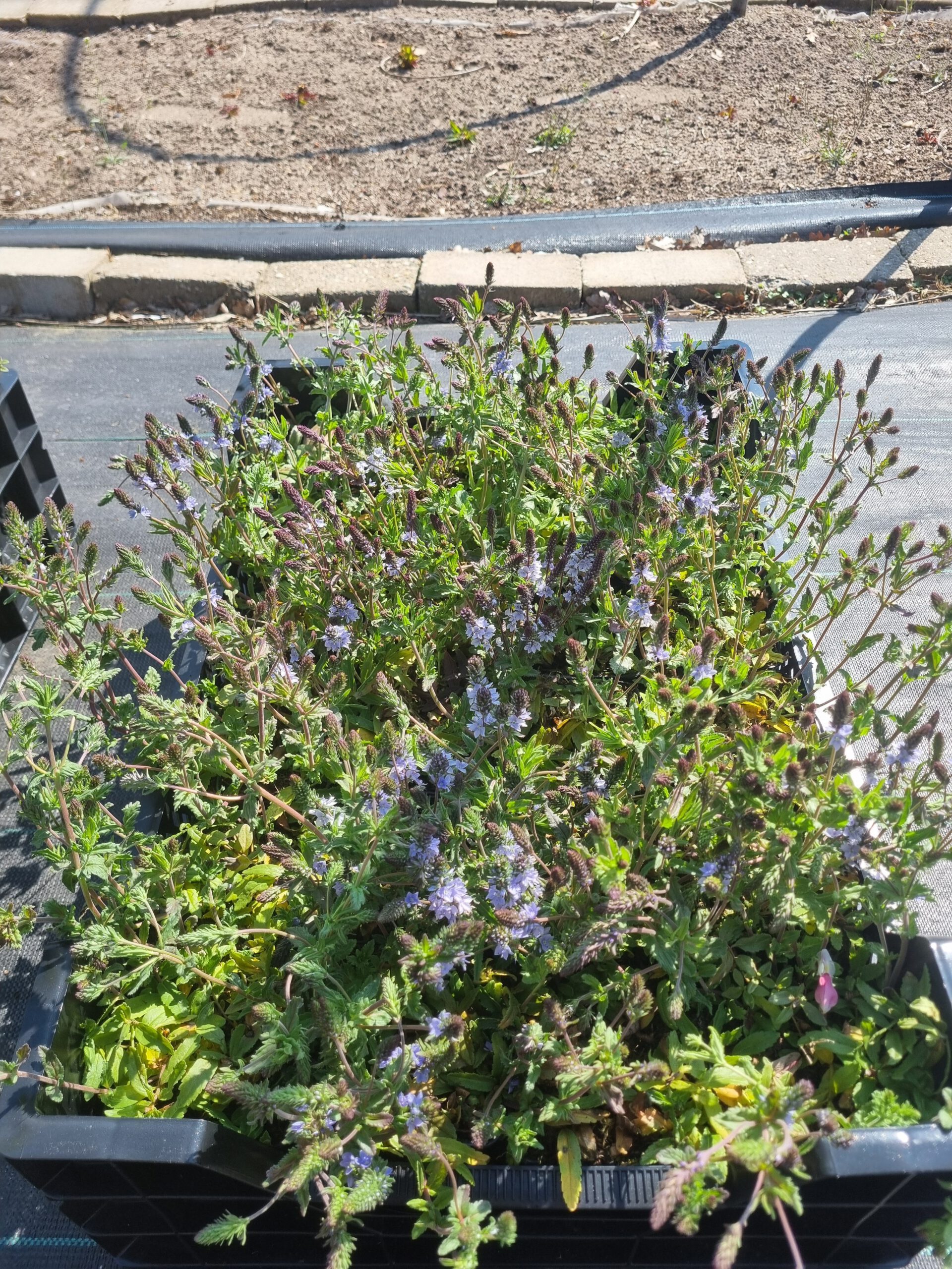 Veronica austriaca 'Shirley Blue' – Ereprijs - Afbeelding 2