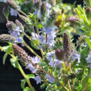 Veronica austriaca 'Shirley Blue' – Ereprijs