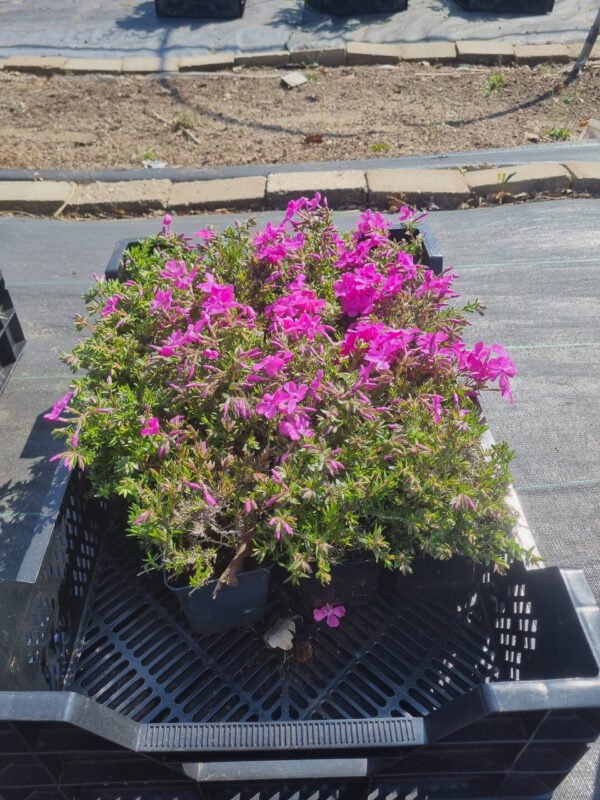 Phlox subulata Moerheimii – Vlambloem - Afbeelding 3
