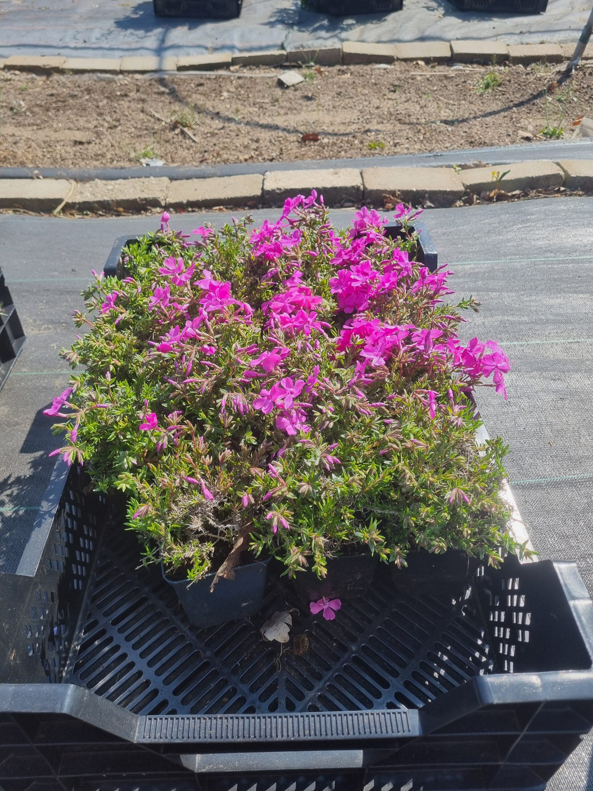 Phlox subulata Moerheimii – Vlambloem - Afbeelding 3