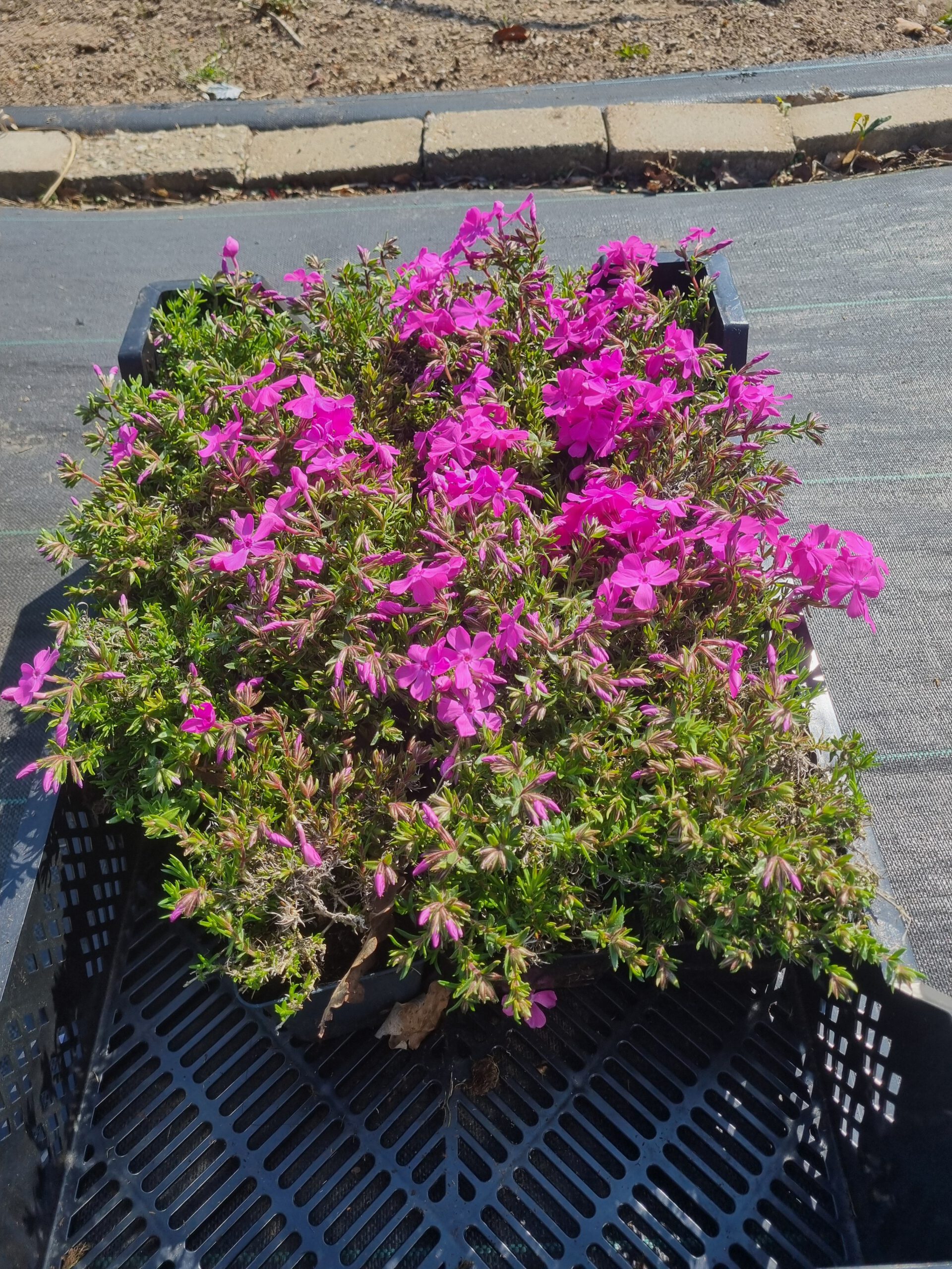 Phlox subulata Moerheimii – Vlambloem - Afbeelding 4
