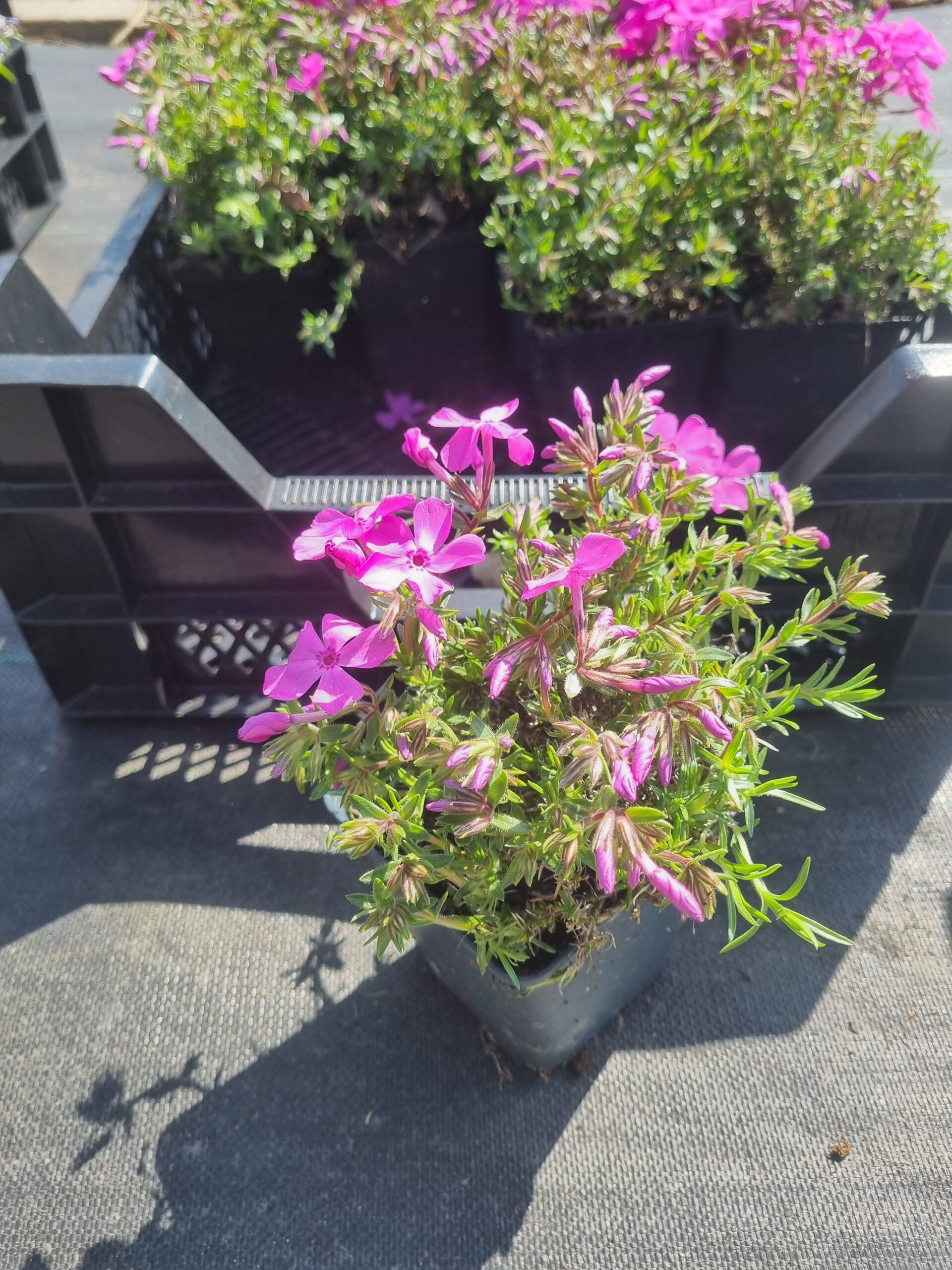 Phlox subulata Moerheimii – Vlambloem - Afbeelding 2