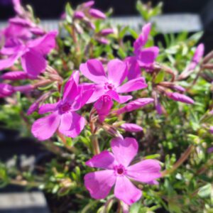 Phlox subulata Moerheimii – Vlambloem