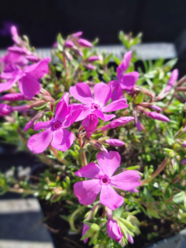 Phlox subulata Moerheimii – Vlambloem