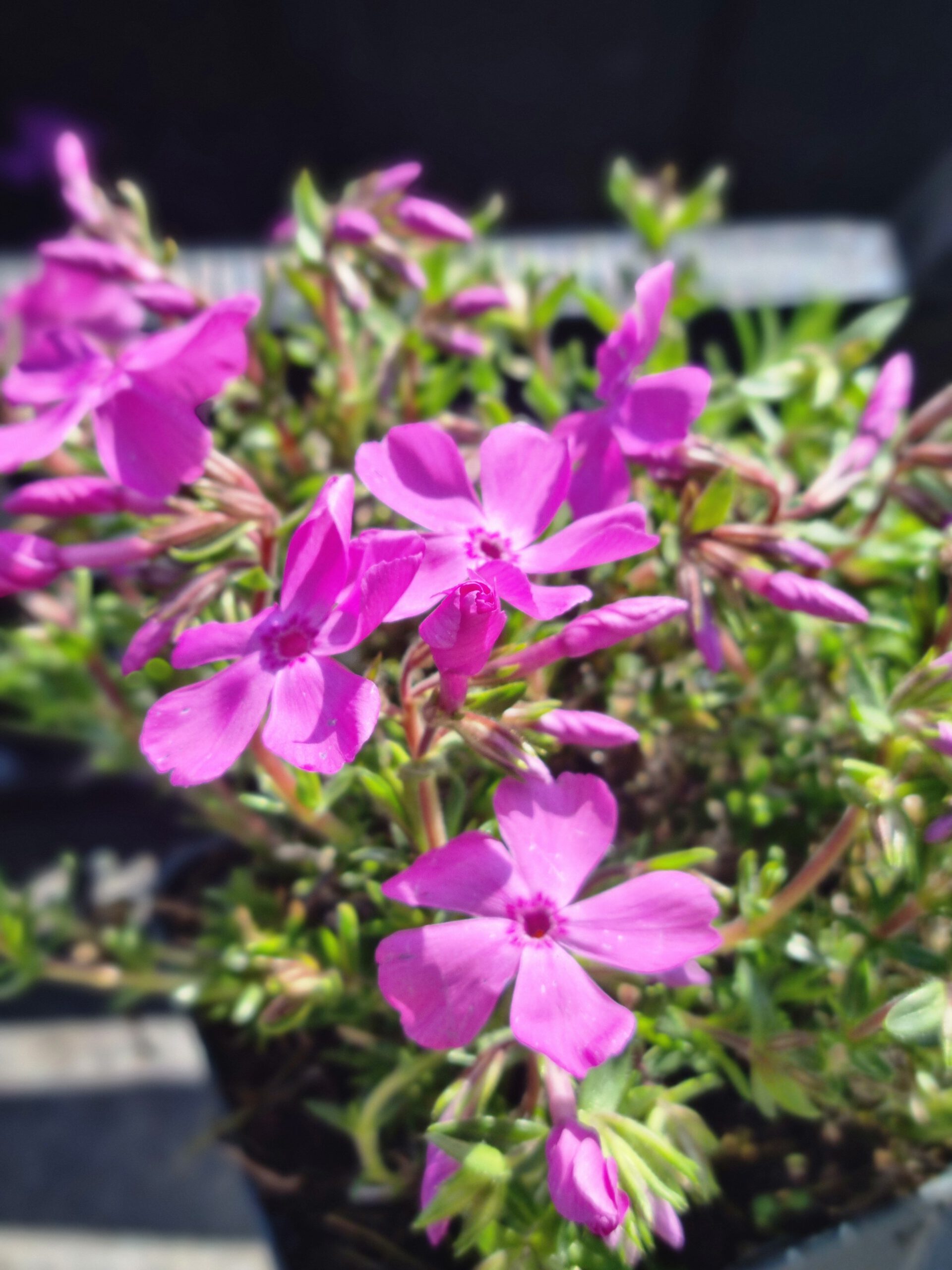 Phlox subulata Moerheimii – Vlambloem