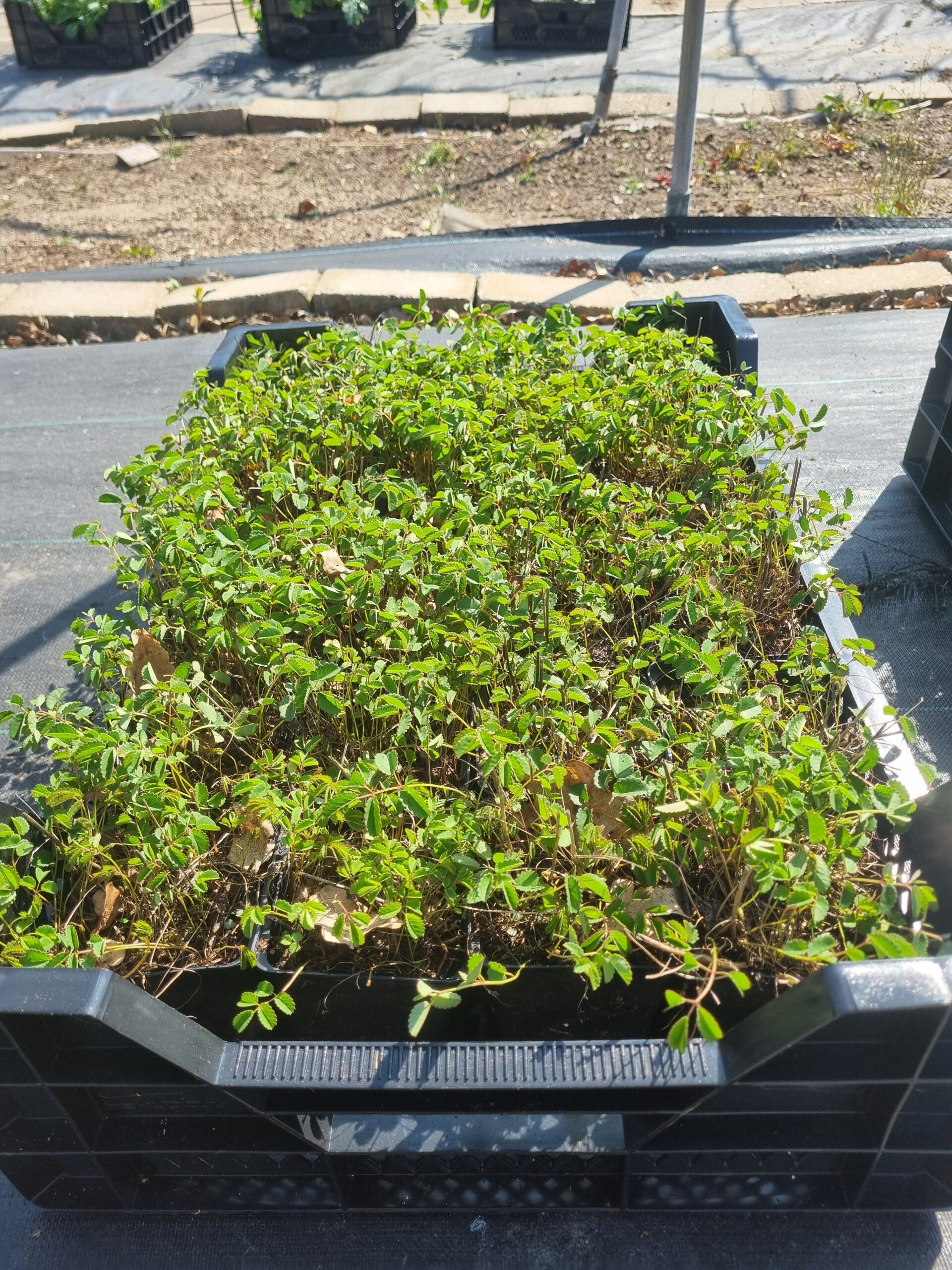 Sanguisorba officinalis 'Tanna' – Pimpernel - Afbeelding 3