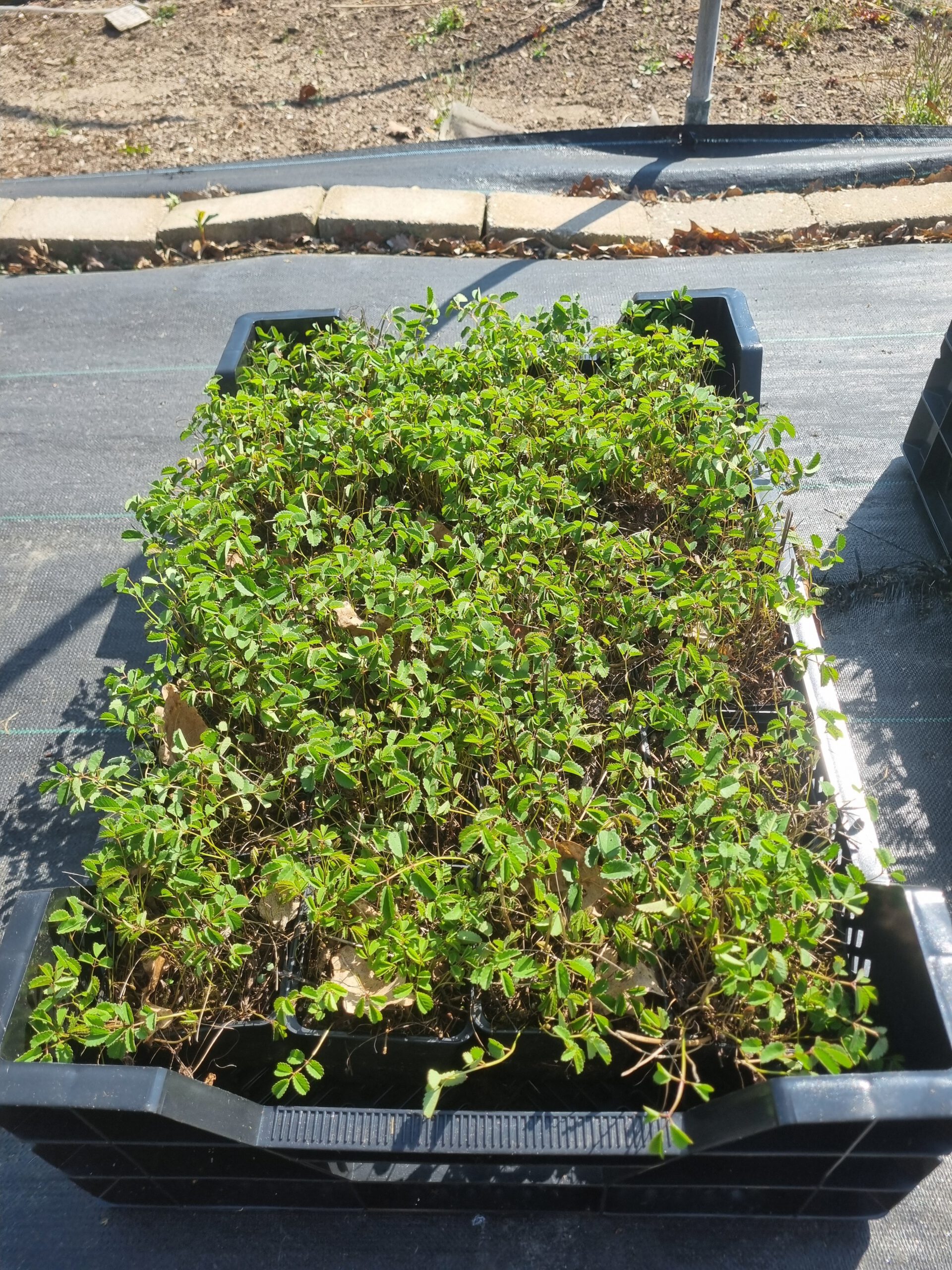 Sanguisorba officinalis 'Tanna' – Pimpernel - Afbeelding 5