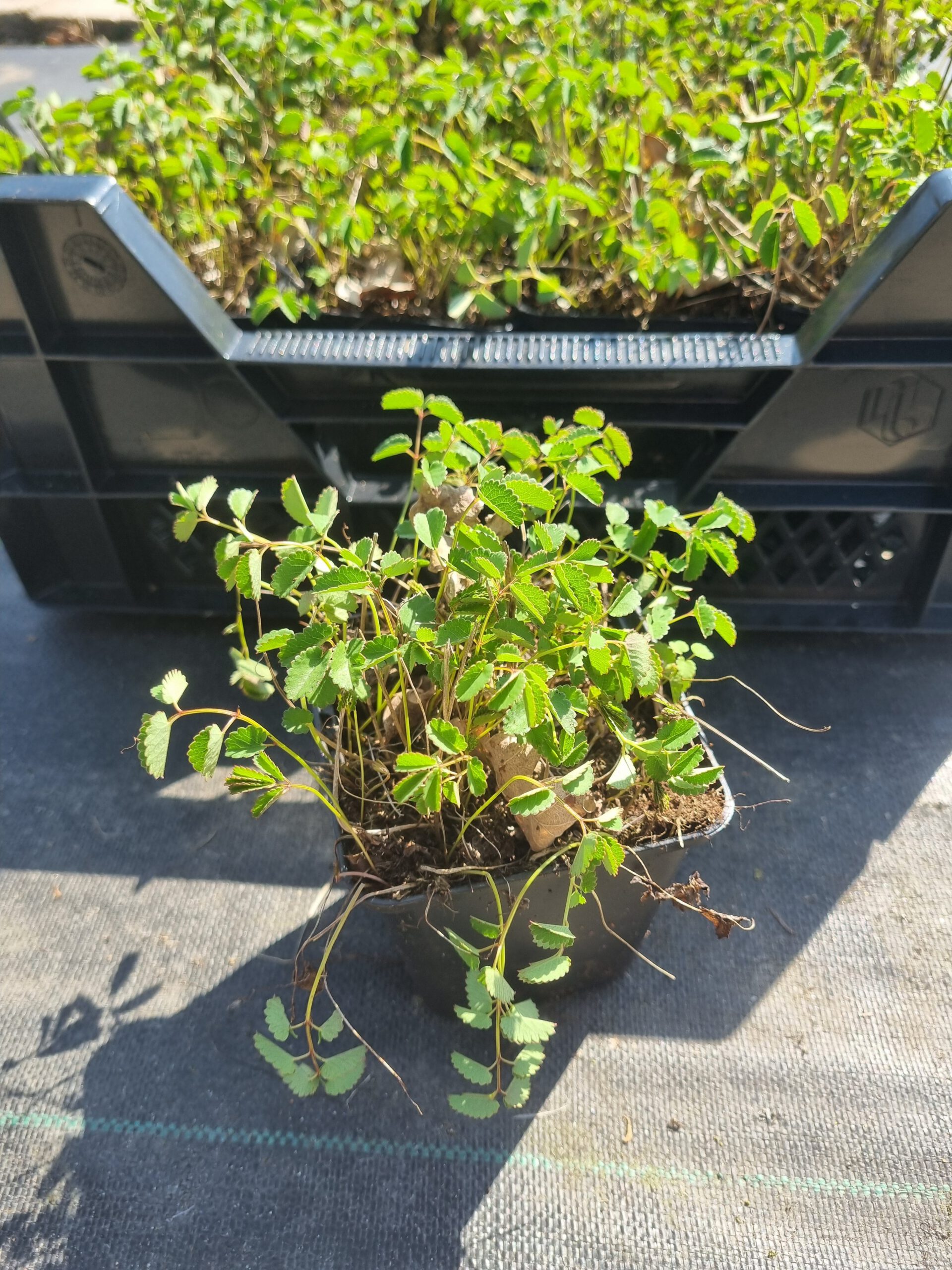 Sanguisorba officinalis 'Tanna' – Pimpernel - Afbeelding 4