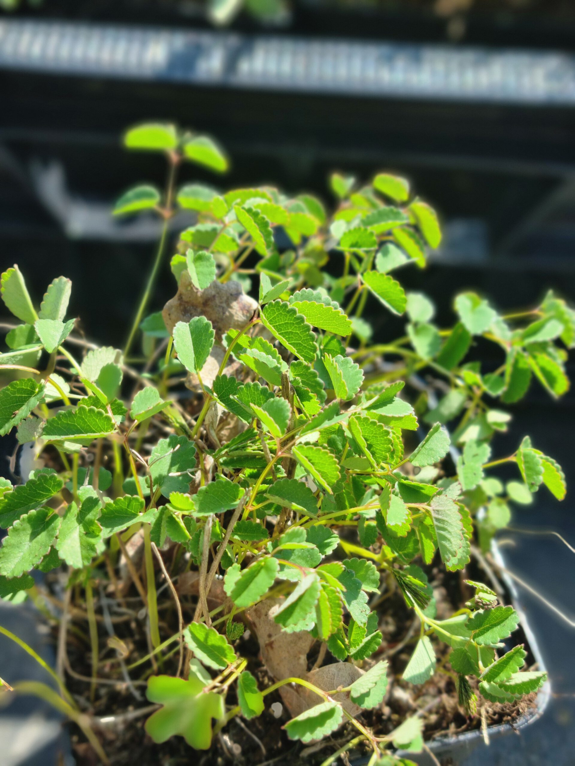 Sanguisorba officinalis 'Tanna' – Pimpernel - Afbeelding 2