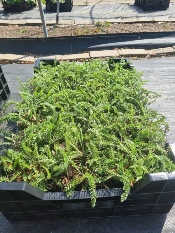 Achillea millefolium 'White Queen' – Duizendblad - Afbeelding 4