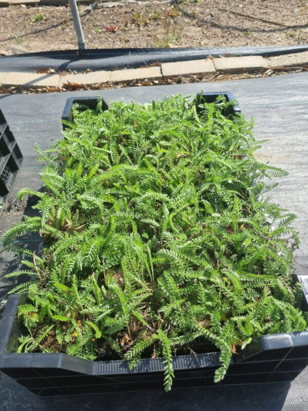 Achillea millefolium 'White Queen' – Duizendblad - Afbeelding 2