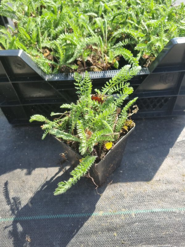 Achillea millefolium 'White Queen' – Duizendblad - Afbeelding 3