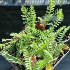 Achillea millefolium 'White Queen' – Duizendblad